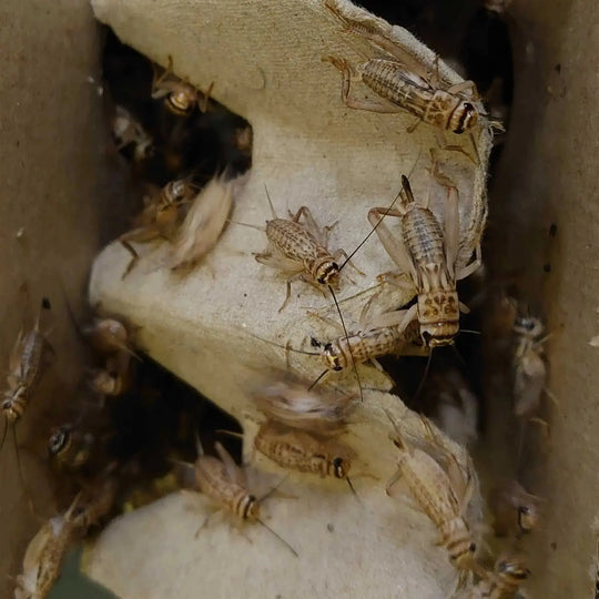 Live Crickets - Bio Supplies Bio Supplies
