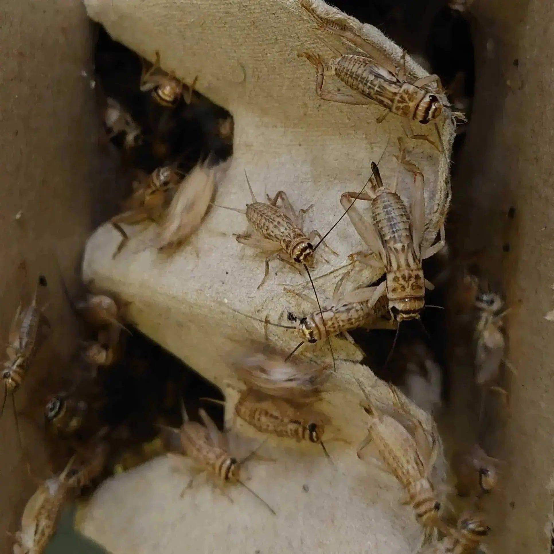 Live Crickets - Bio Supplies Bio Supplies