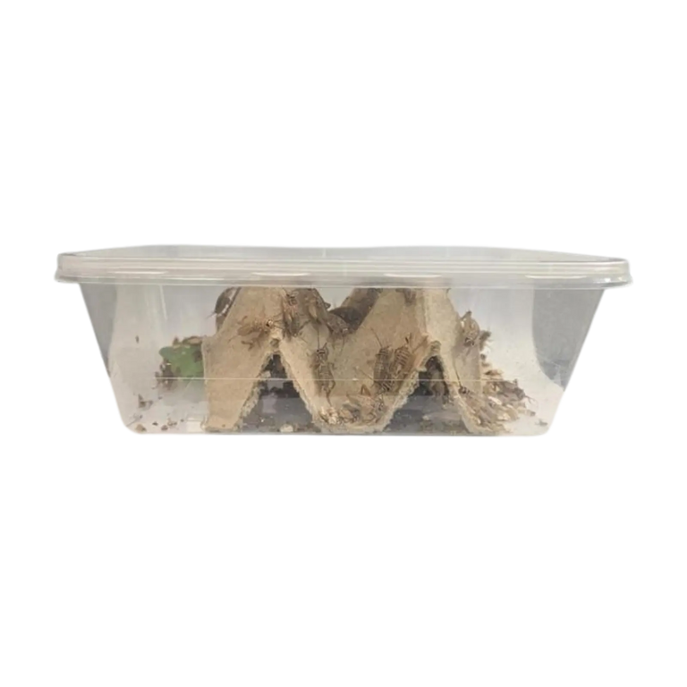 Live Crickets - Bio Supplies Bio Supplies