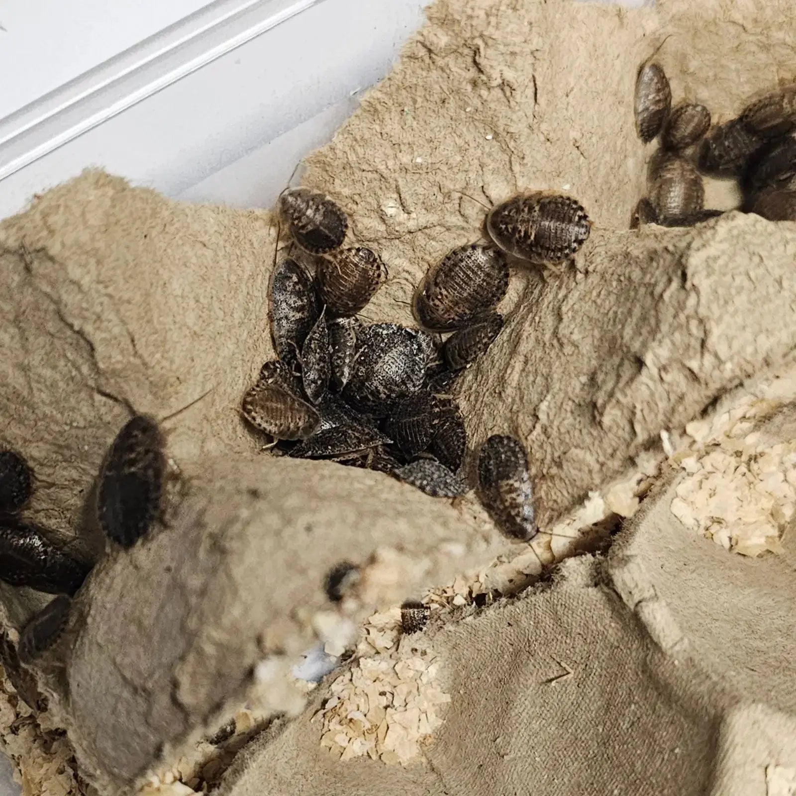 Live Dubia Roaches - Oceanbreeze Oceanbreeze