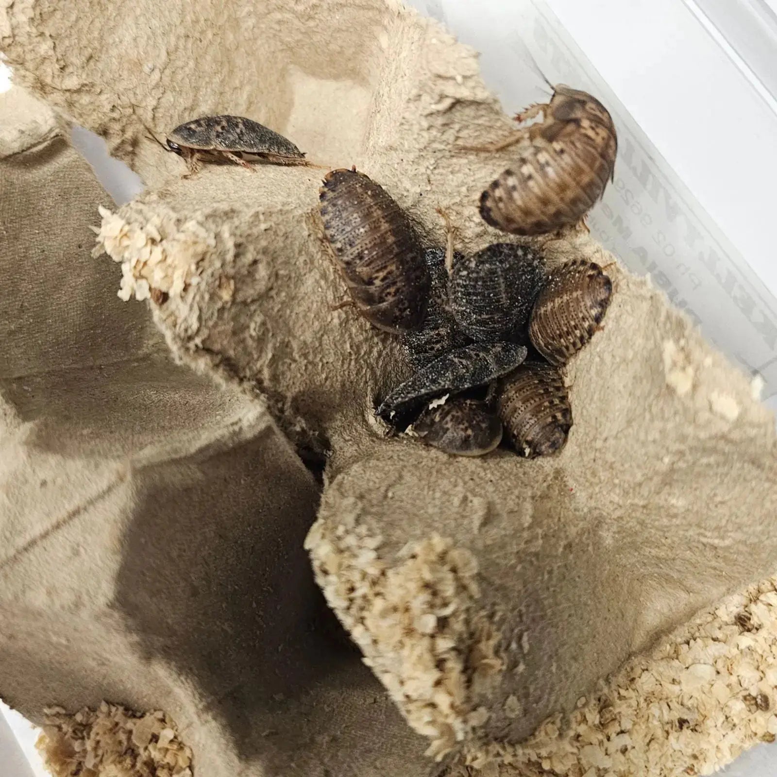Live Dubia Roaches - Oceanbreeze Oceanbreeze