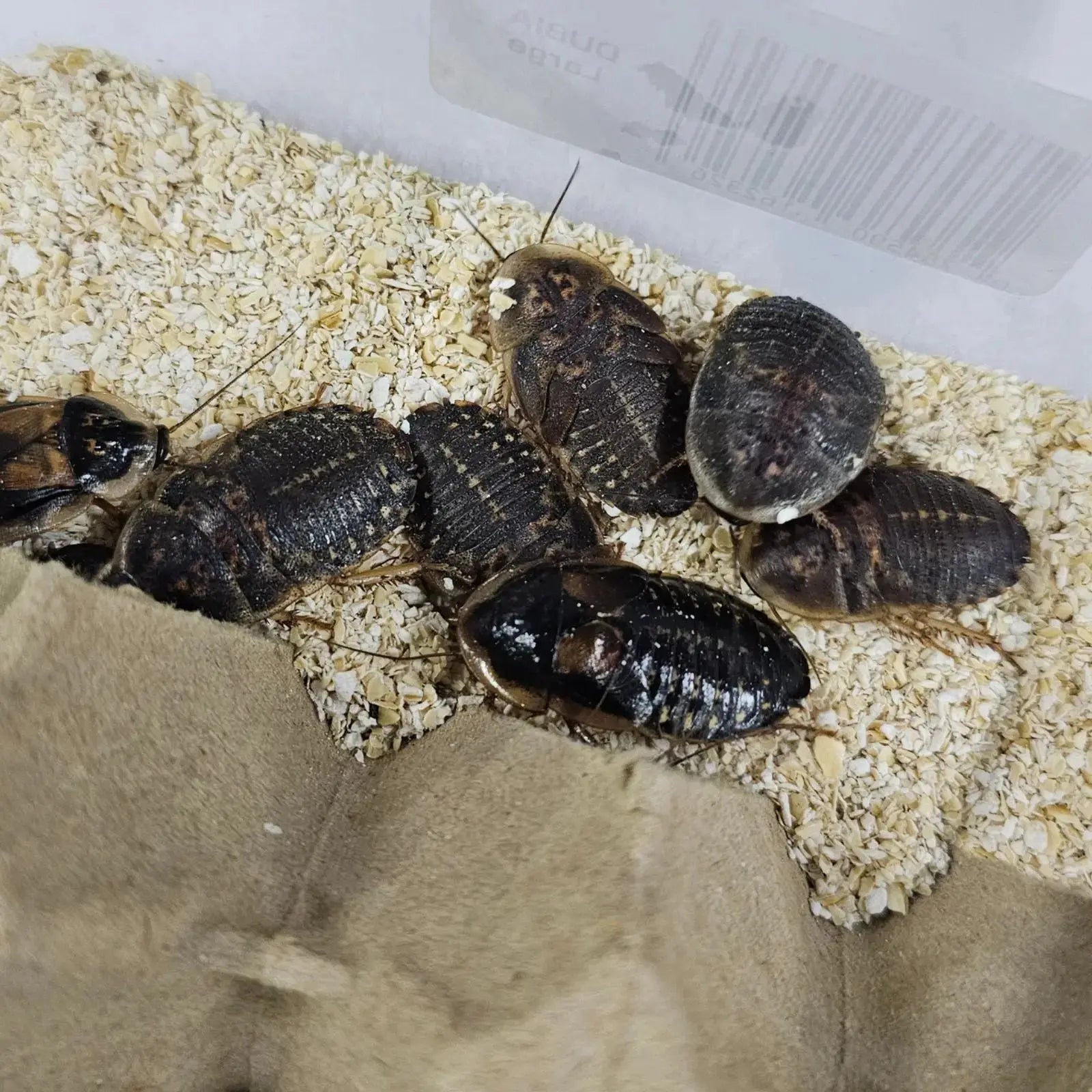 Live Dubia Roaches - Oceanbreeze Oceanbreeze