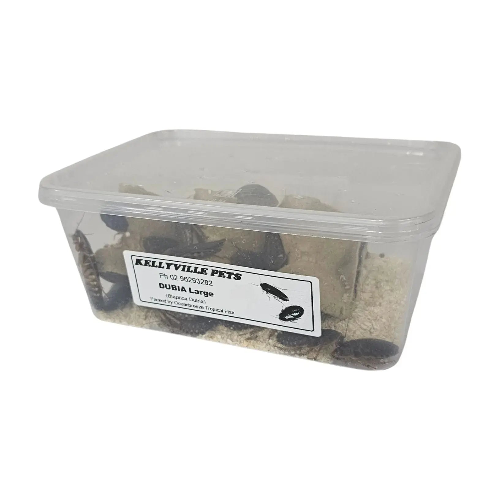 Live Dubia Roaches - Oceanbreeze Oceanbreeze