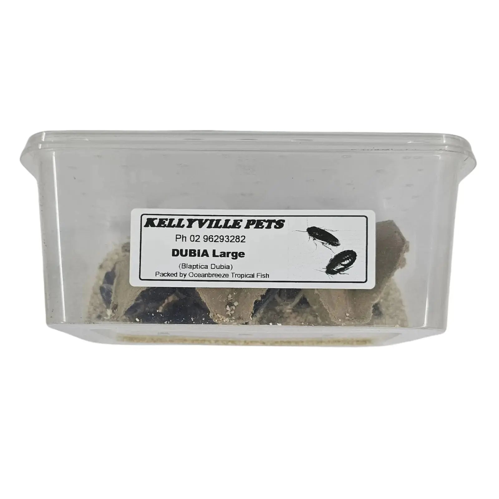 Live Dubia Roaches - Oceanbreeze Oceanbreeze