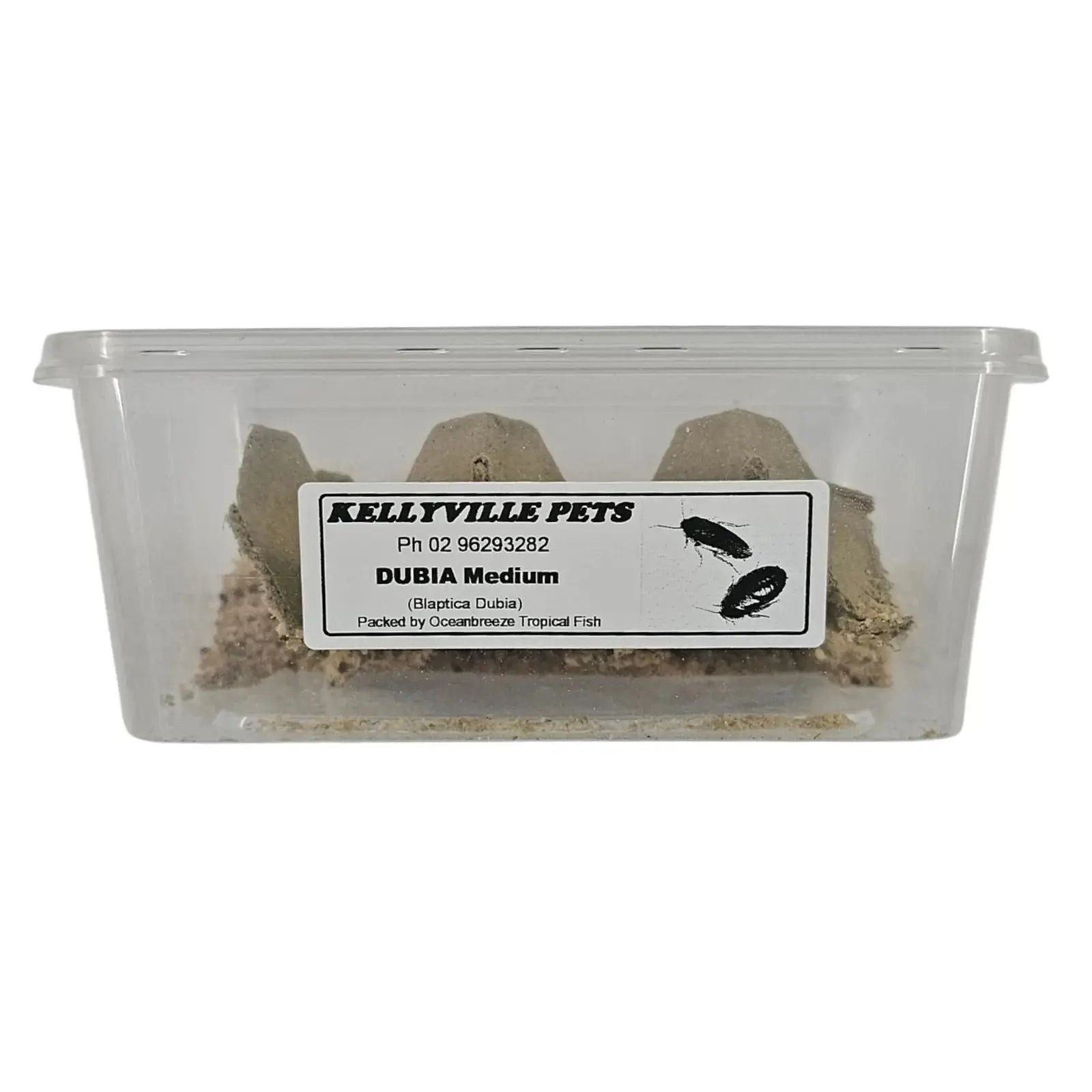 Live Dubia Roaches - Oceanbreeze Oceanbreeze