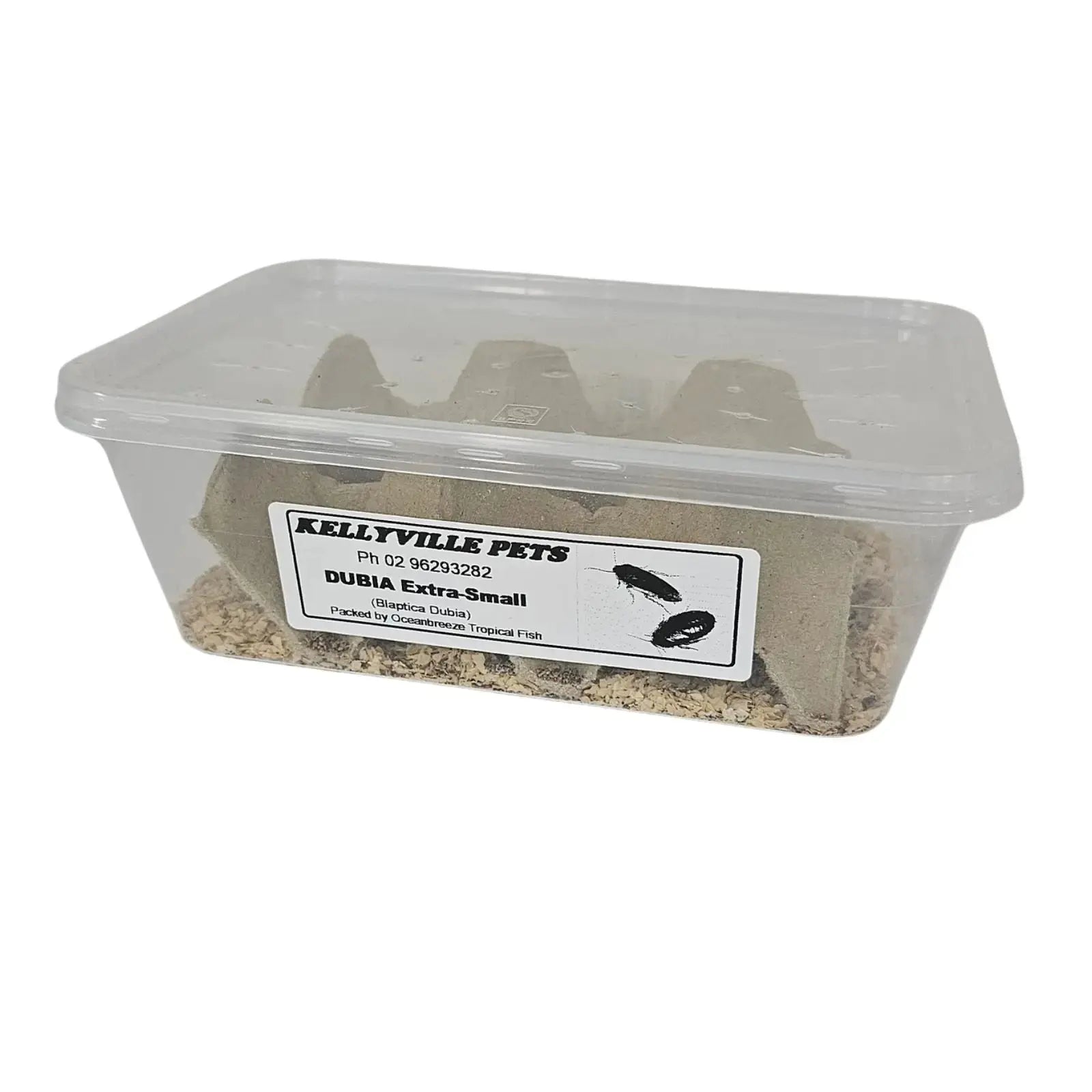 Live Dubia Roaches - Oceanbreeze Oceanbreeze