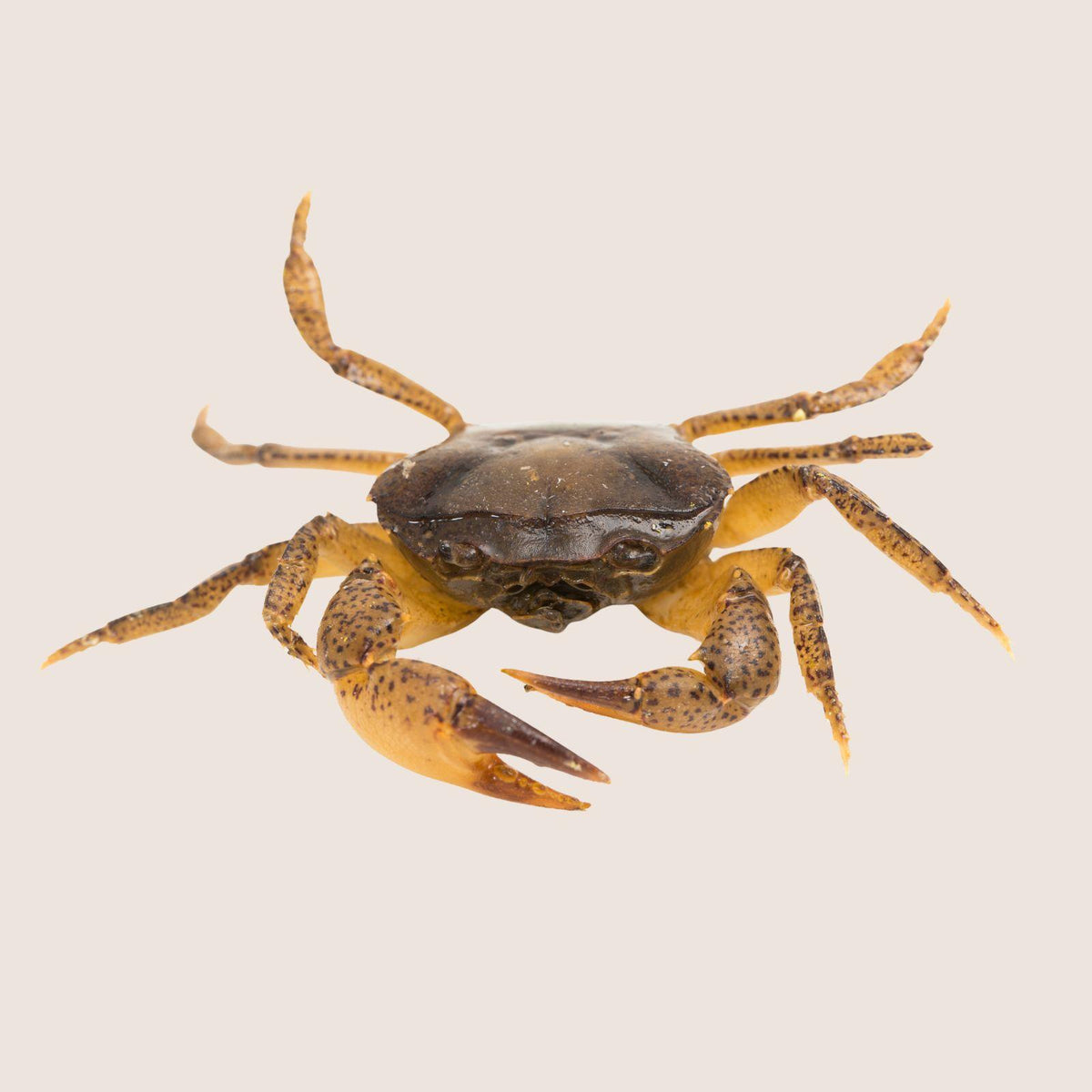 Freshwater Brown Back Crab
