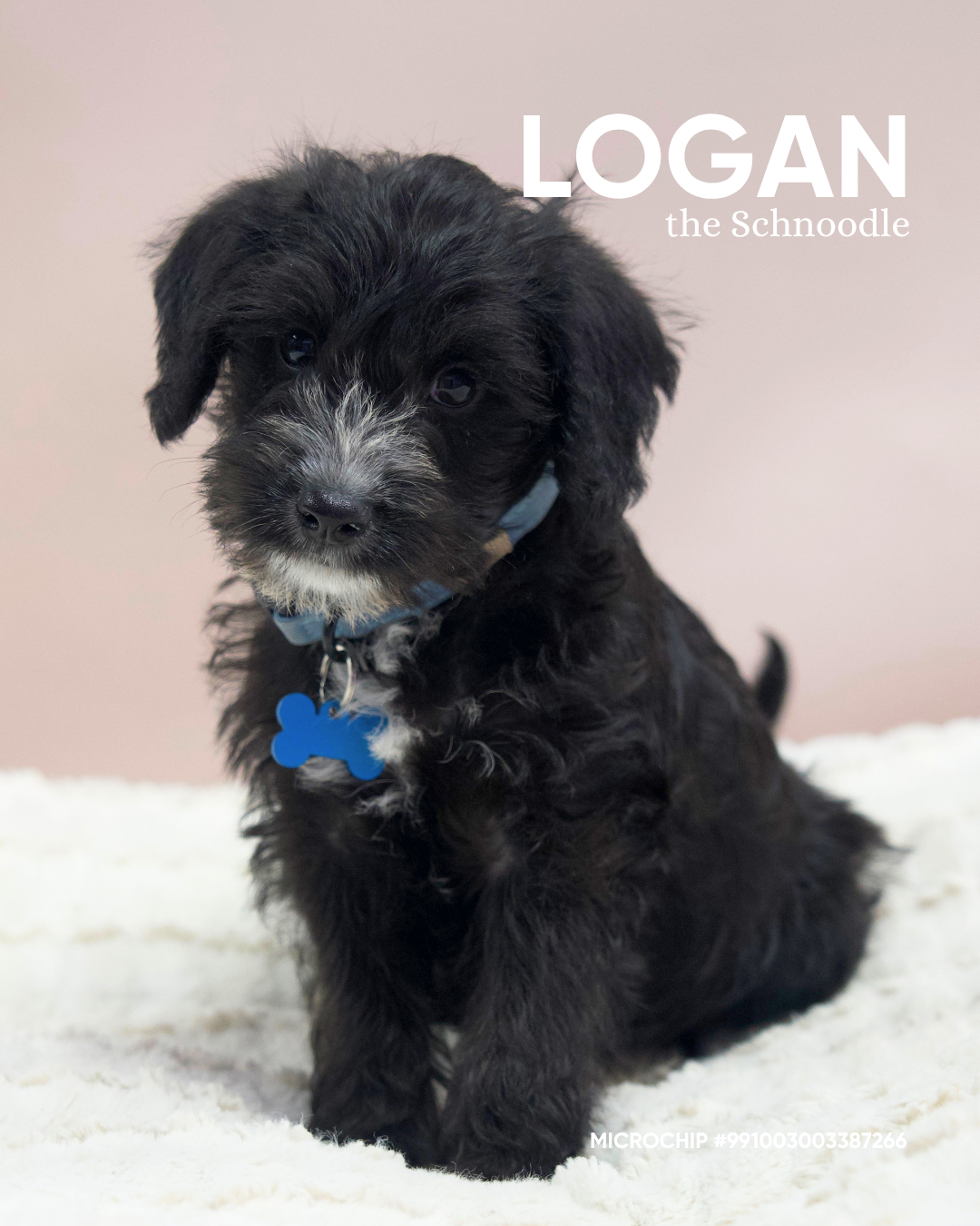 Logan