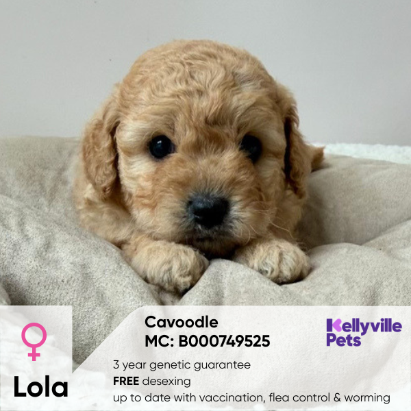 Lola