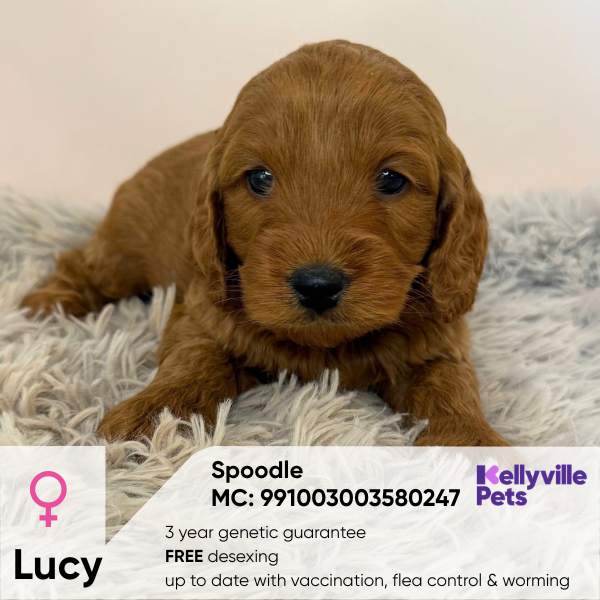 Lucy