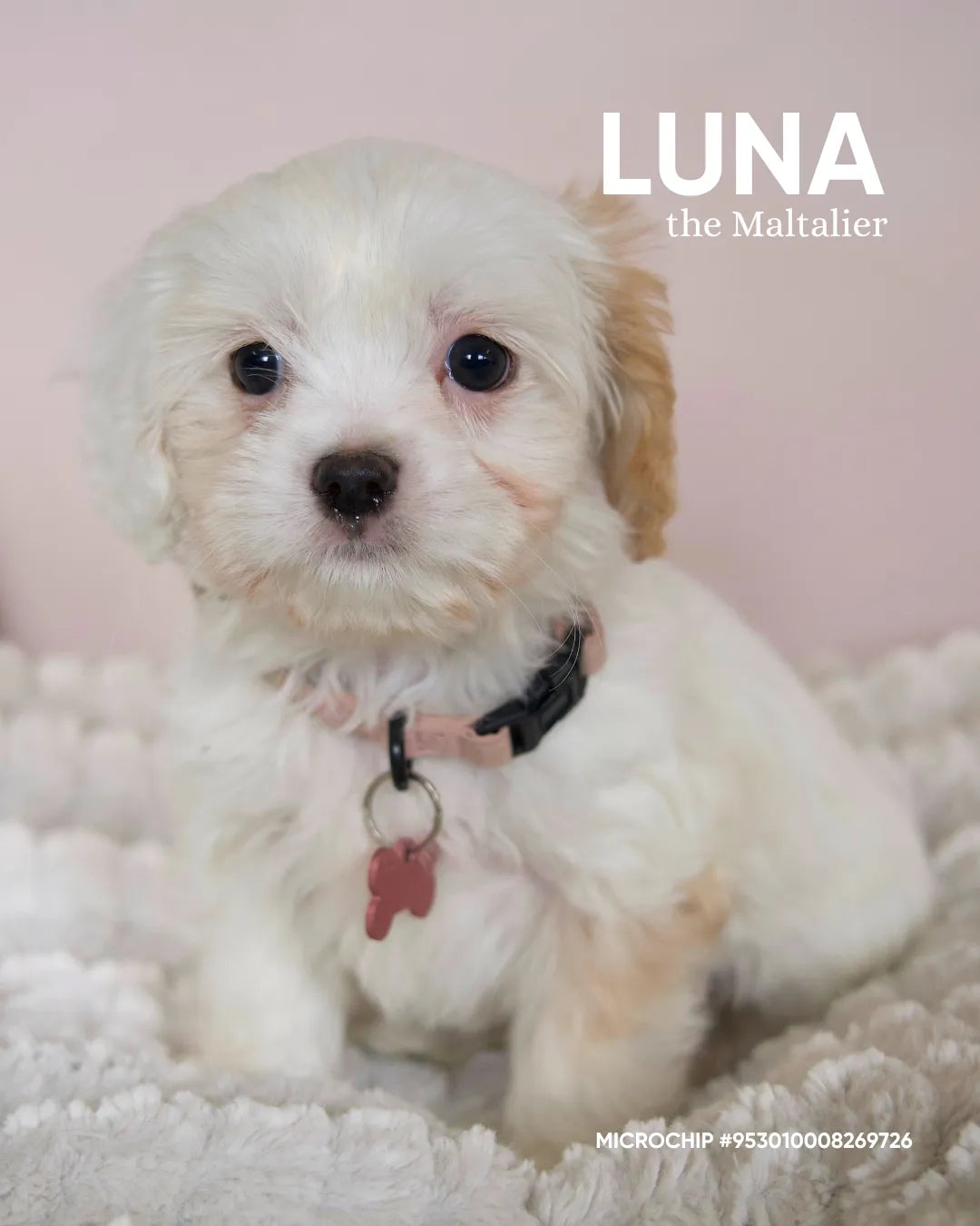 Luna