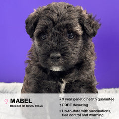 Mabel the Schnoodle