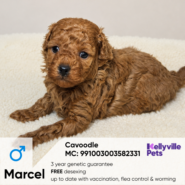 Marcel