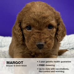 Margot the Cavoodle