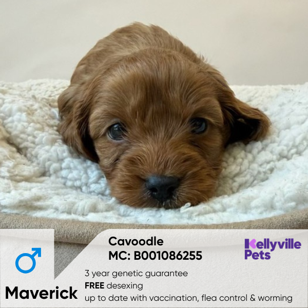 Maverick