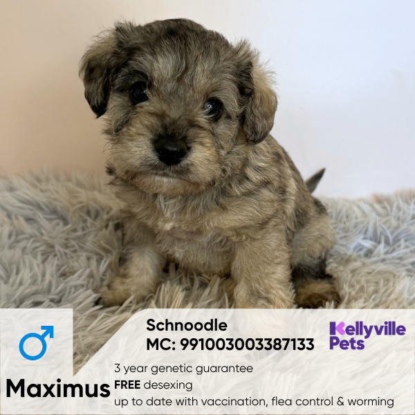 Maximus