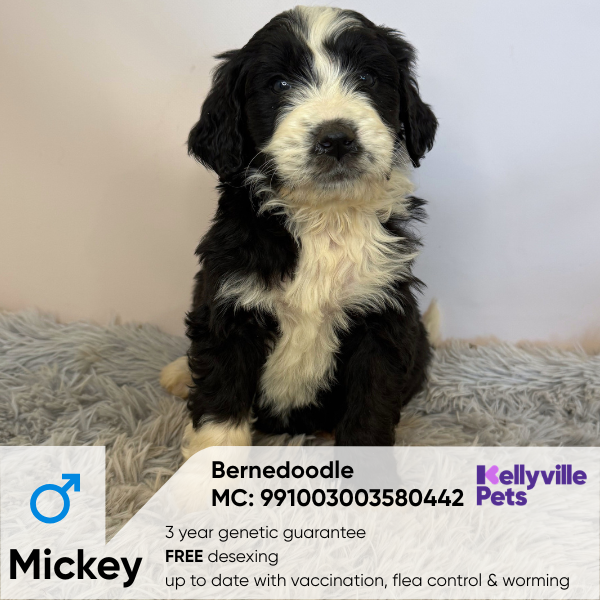 Mickey