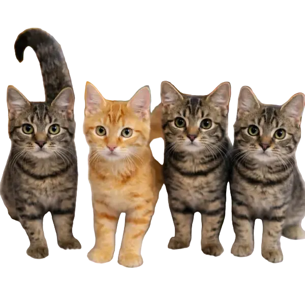 Midori, Molotov, Mimosa & Martini New Life Cats