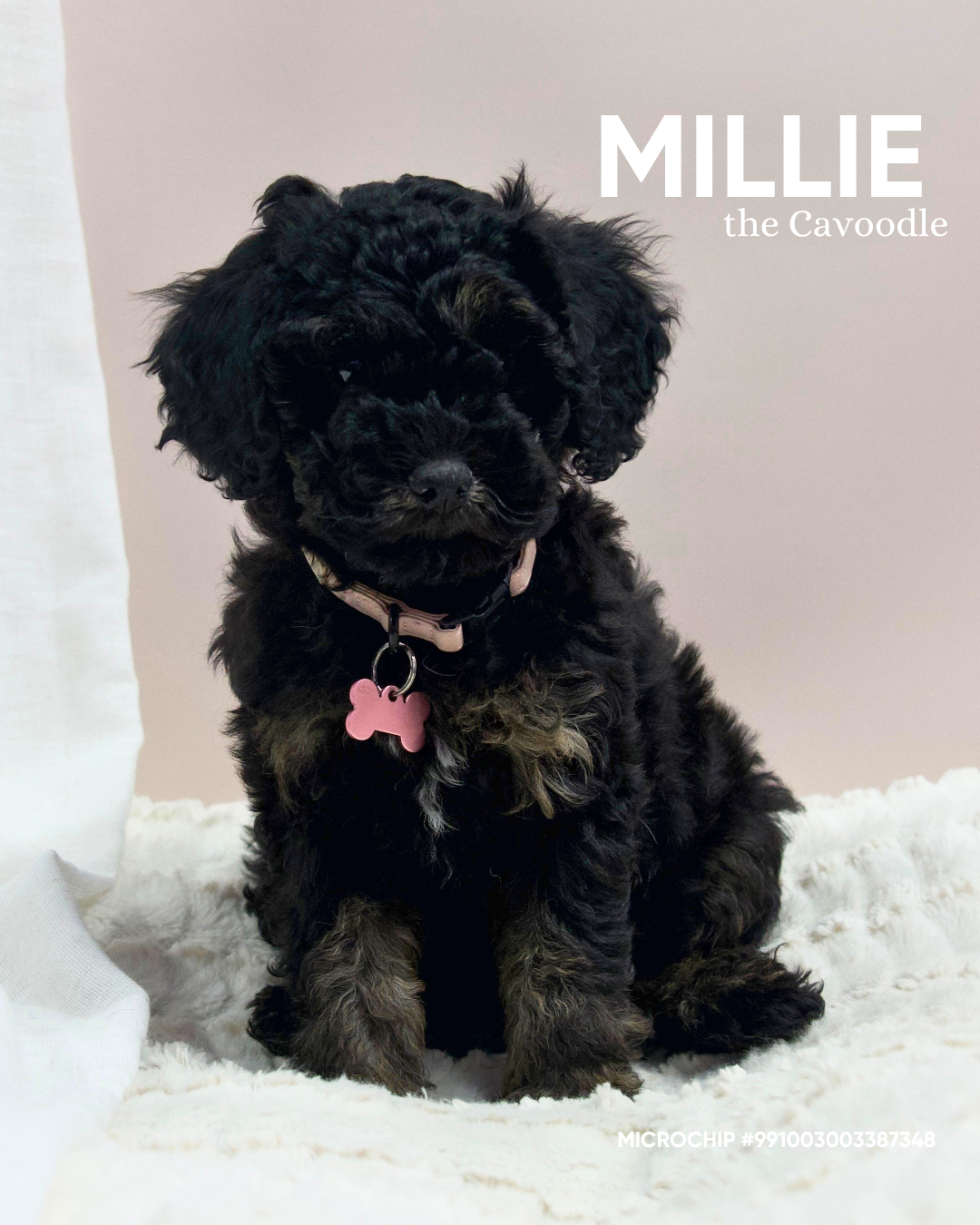 Millie