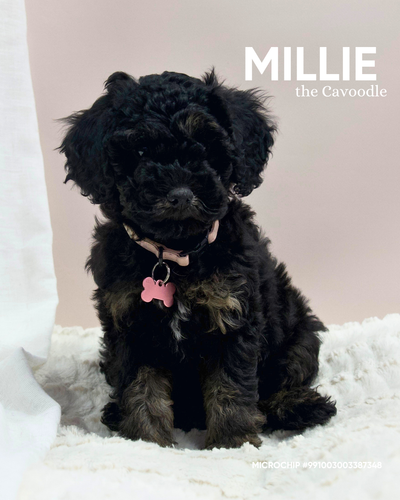 Millie