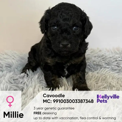 Millie Hazel