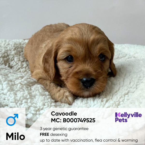 Milo