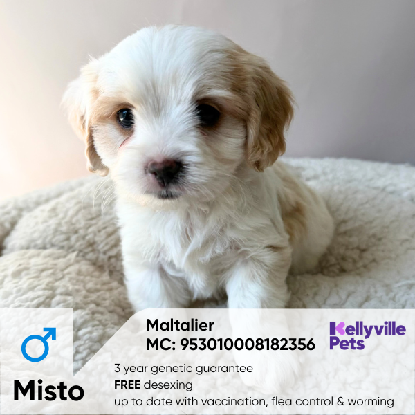 Mitso