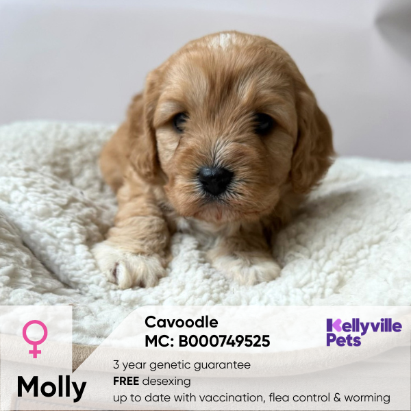 Molly