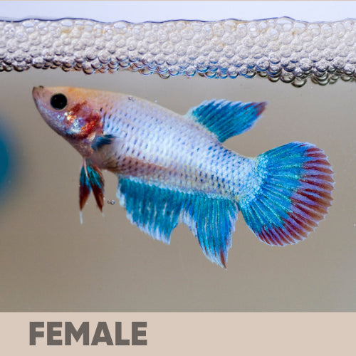 Regular Betta Betta Fish Care Guide: Everything You Need To Know