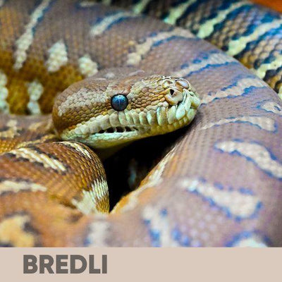 Carpet and Bredli Python Care Guide: Everything You Need To Know