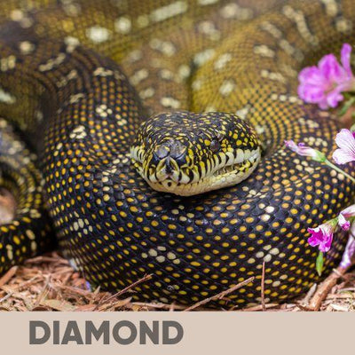 Carpet and Bredli Python Care Guide: Everything You Need To Know