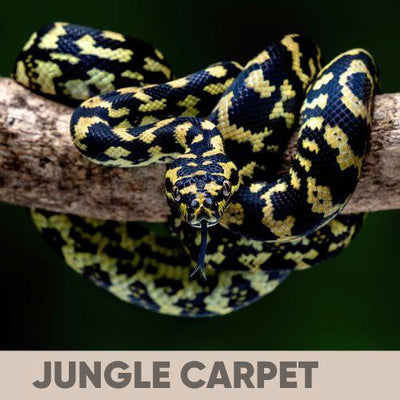 Carpet and Bredli Python Care Guide: Everything You Need To Know