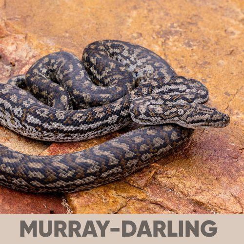 Carpet and Bredli Python Care Guide: Everything You Need To Know
