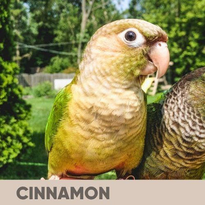 Green Cheek Conure Care Guide: Everything You Need To Know