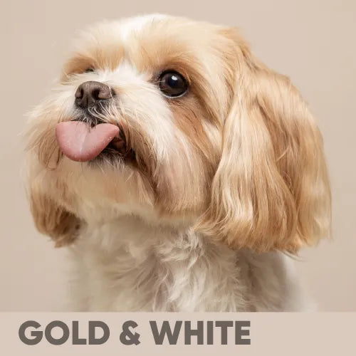 A close-up portrait of a small fluffy dog with long cream and tan fur, pink tongue out, against a plain beige background. A beige banner at the bottom reads 'GOLD & WHITE'.