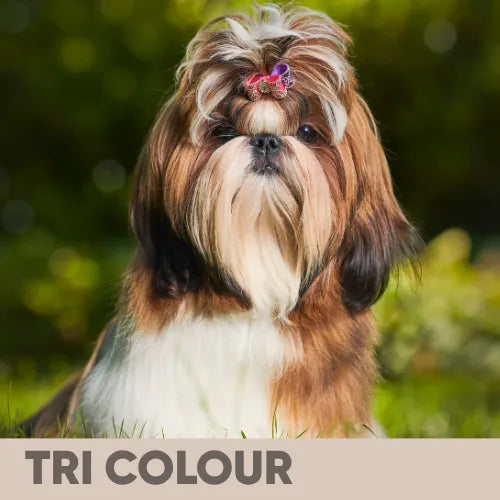A tri-color Shih Tzu dog with long brown, white, and black fur, wearing a small pink bow on its forehead, set against a blurred green outdoor background with a 'TRI COLOUR' banner at the bottom.