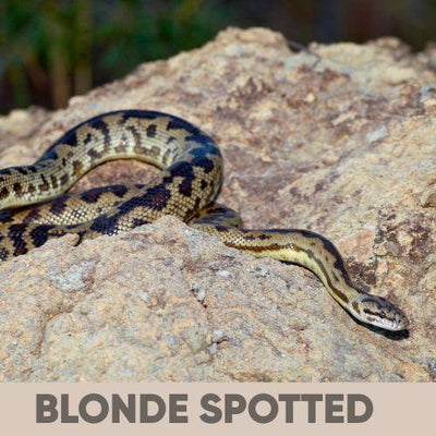 Peninsula Spotted Python Children's and Spotted Python Care Guide: Everything You Need To Know