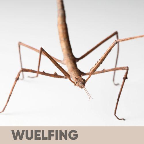 Stick and Leaf Insect Care: Everything You Need To Know