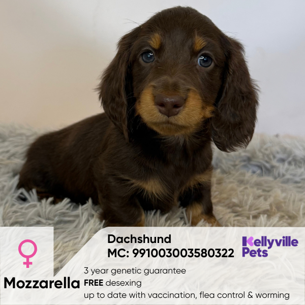 Mozzarella