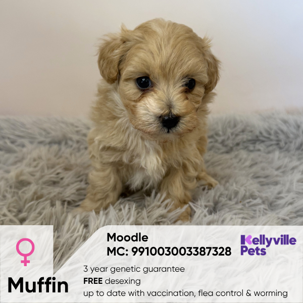 Muffin