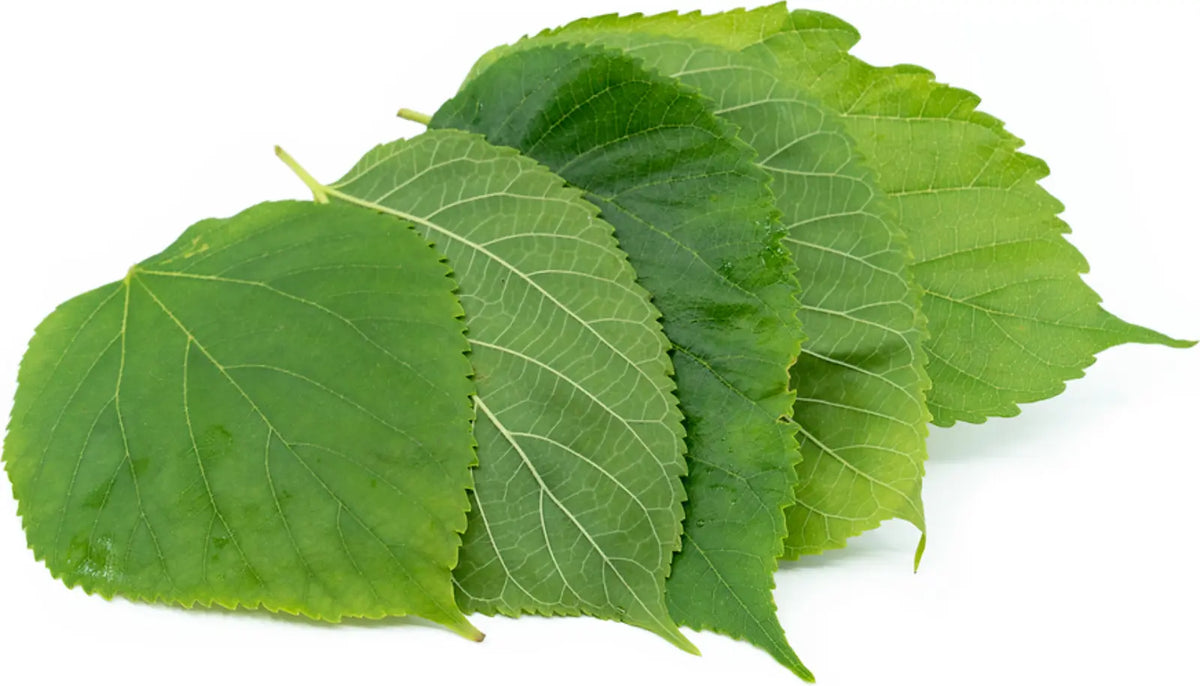 Mulberry Leaves Kellyville Pets