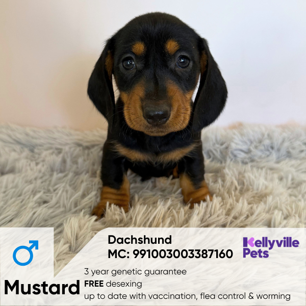 Mustard