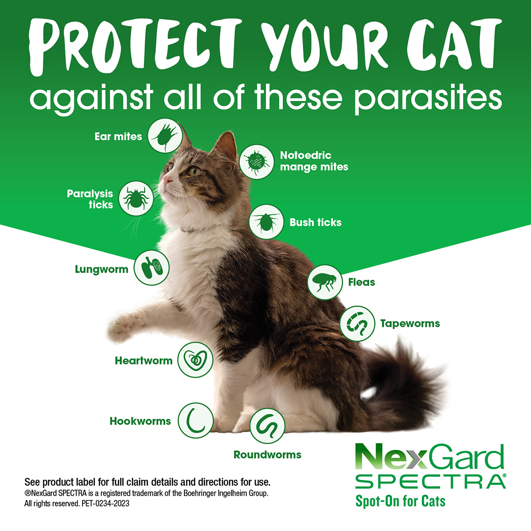 Nexgard Spectra for Cats