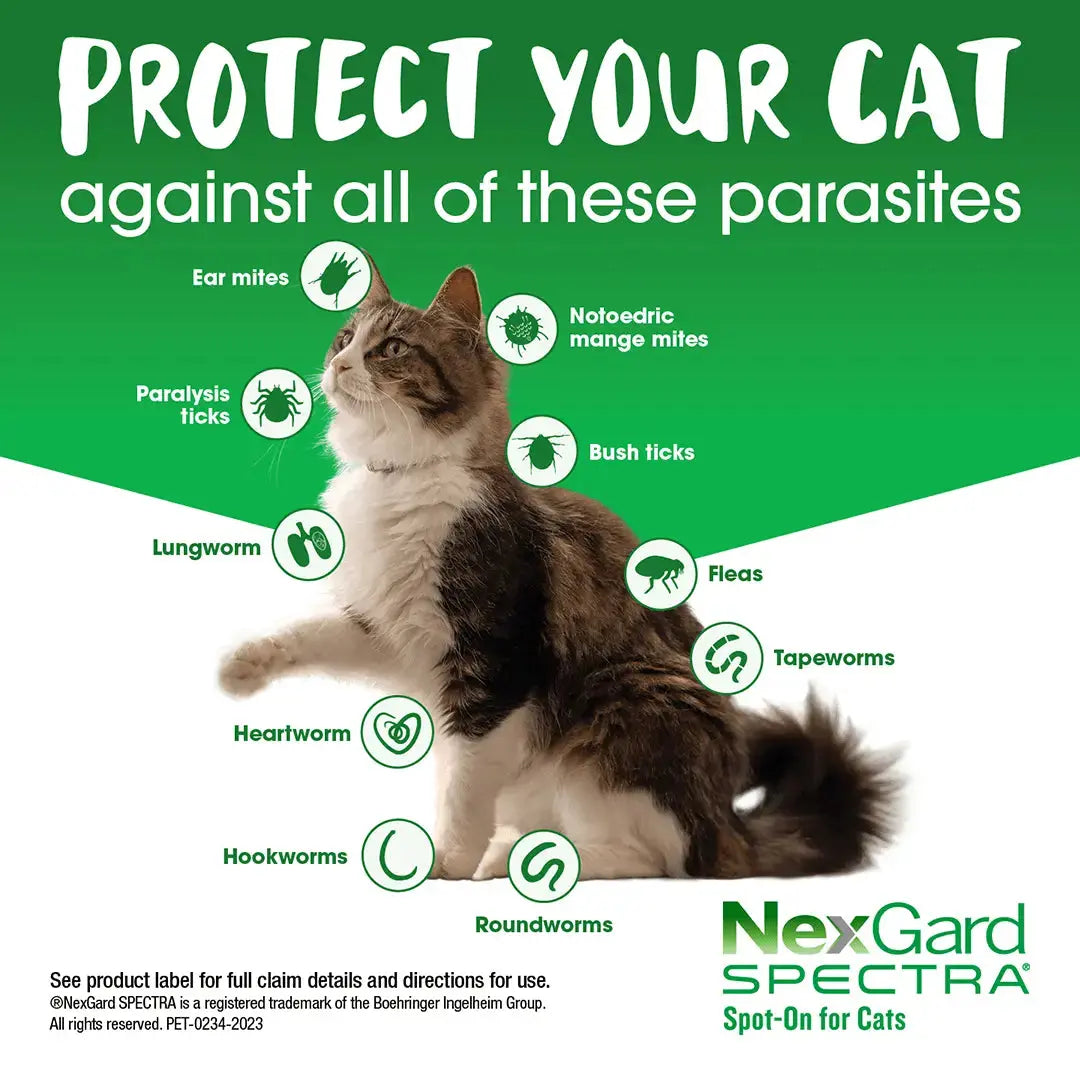 Nexgard Spectra for Cats - Kellyville Pets