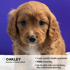 Oakley the Cavoodle