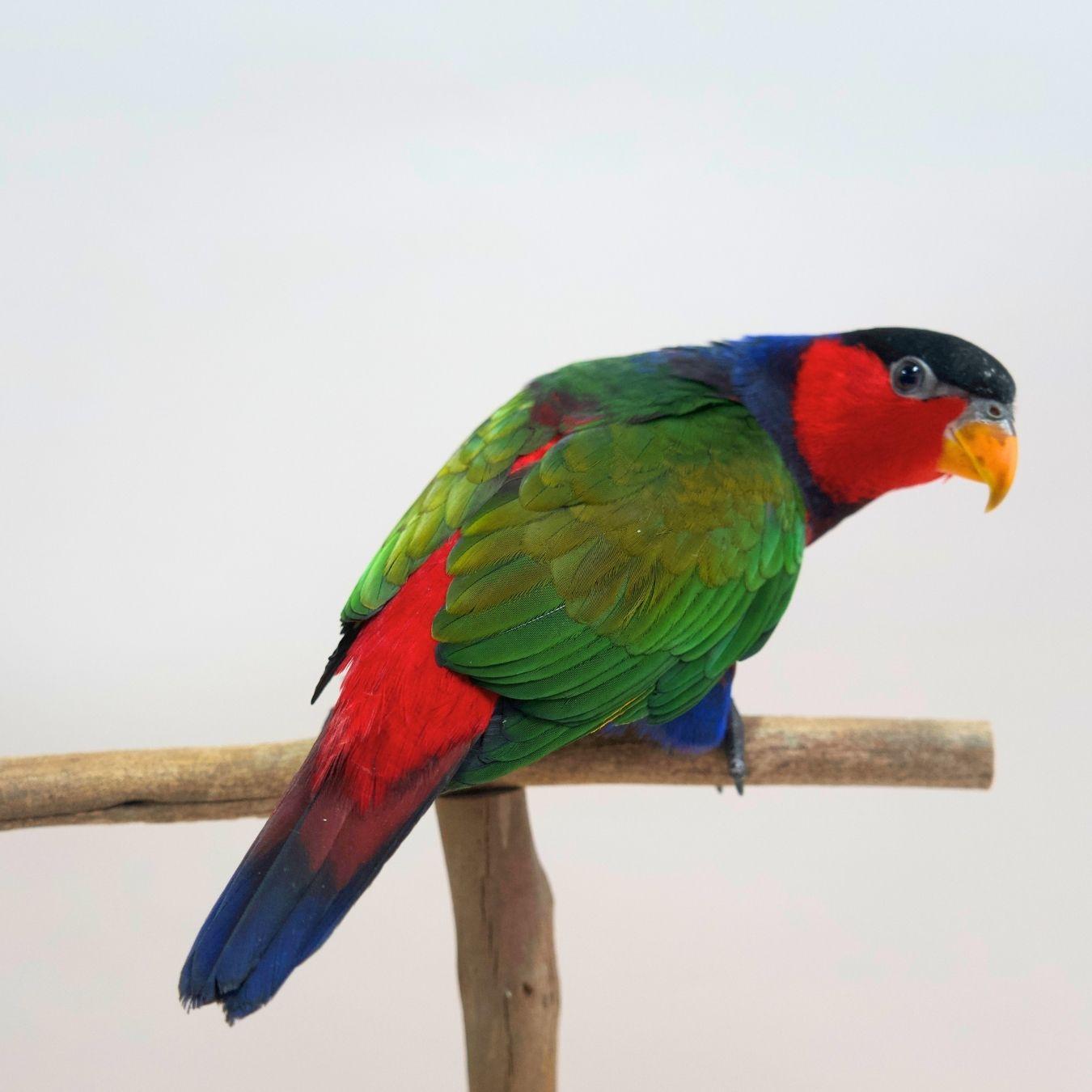 Onyx, our Black-Capped Lory