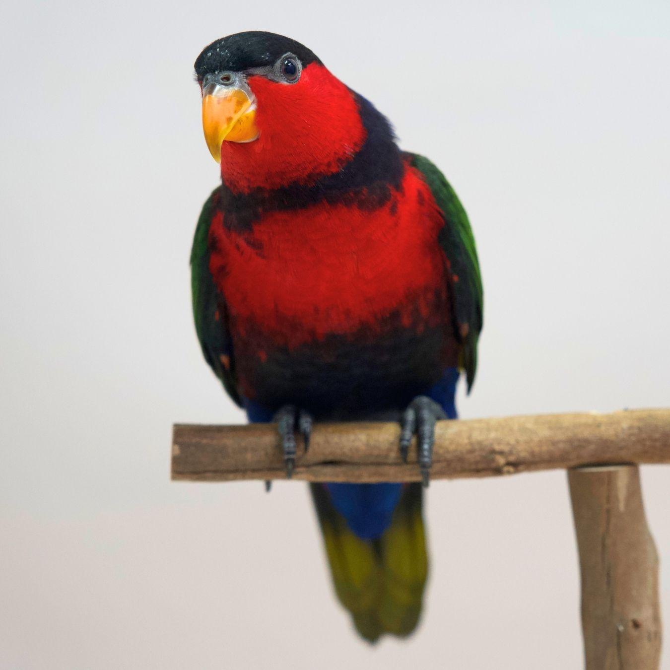 Onyx, our Black-Capped Lory