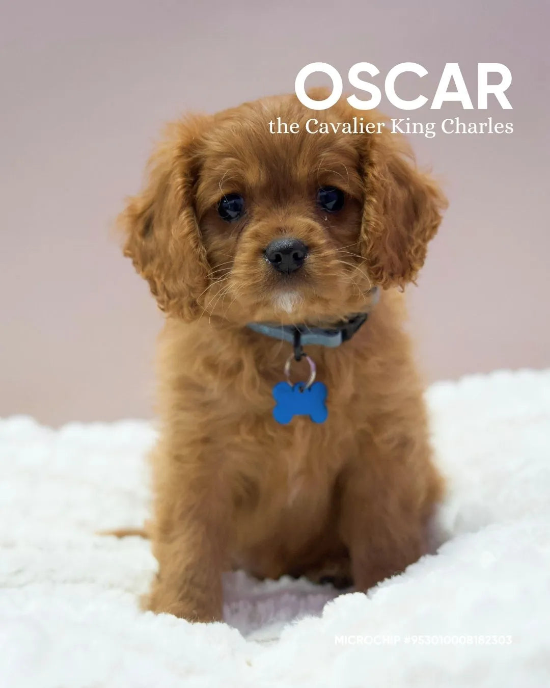 Oscar
