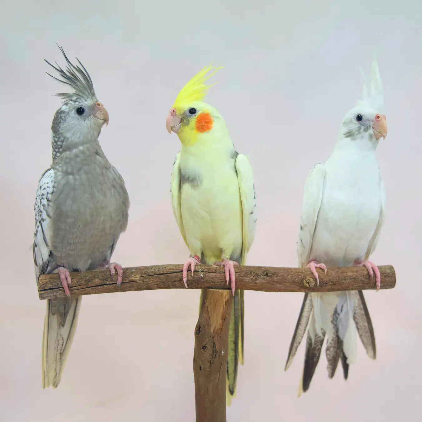 Our Hand-Raised Cockatiels Kellyville Pets