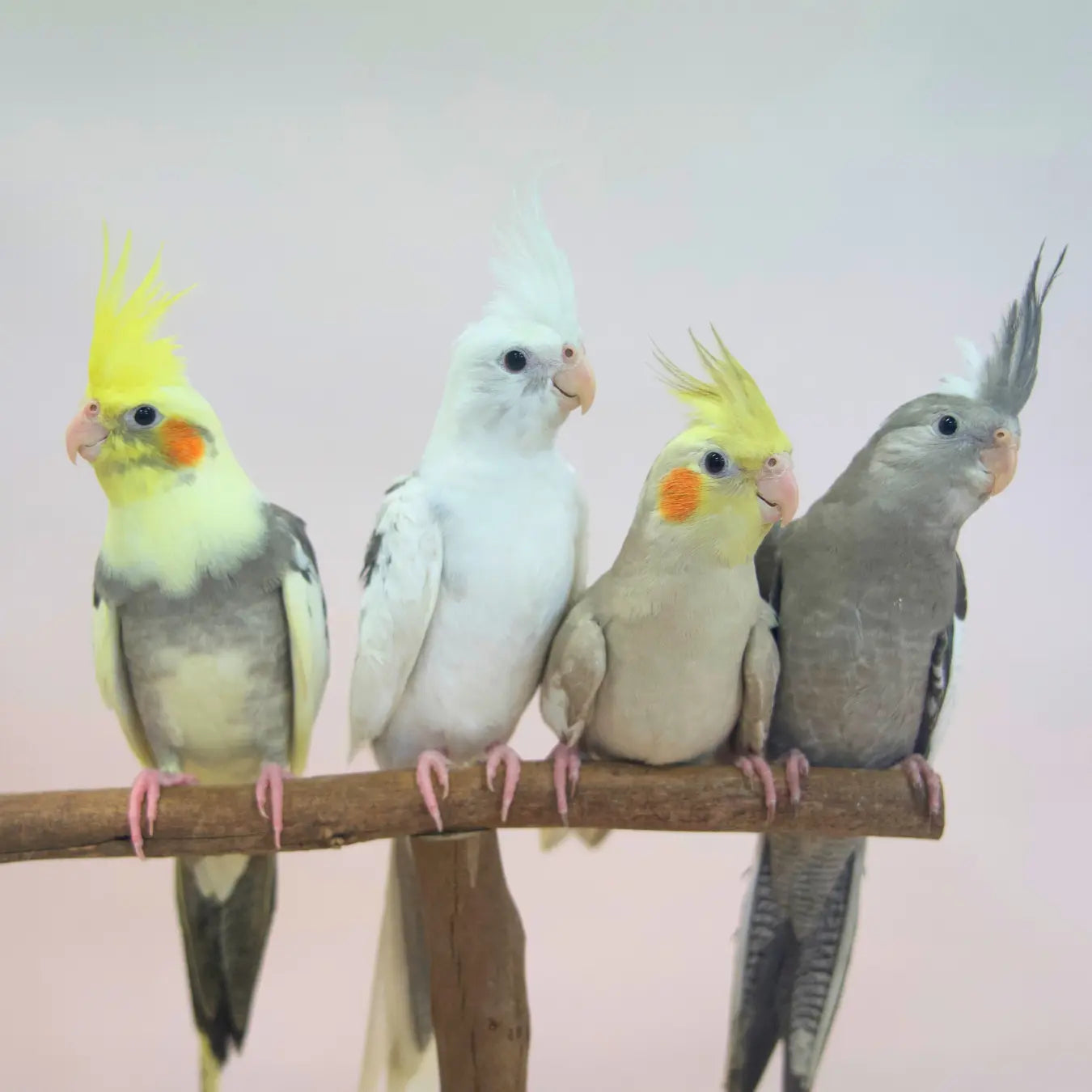Our Hand-Raised Cockatiels Kellyville Pets